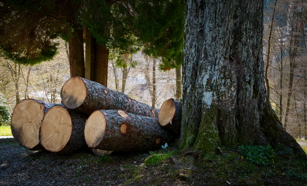 Tree felling and lawn care